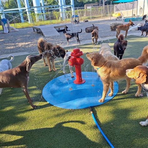 tailwaggers doggy daycare cincinnati  Situated on 34 acres of land, our doggy day care & pet resort is a safe place for your pooch to have a safe place to have fun